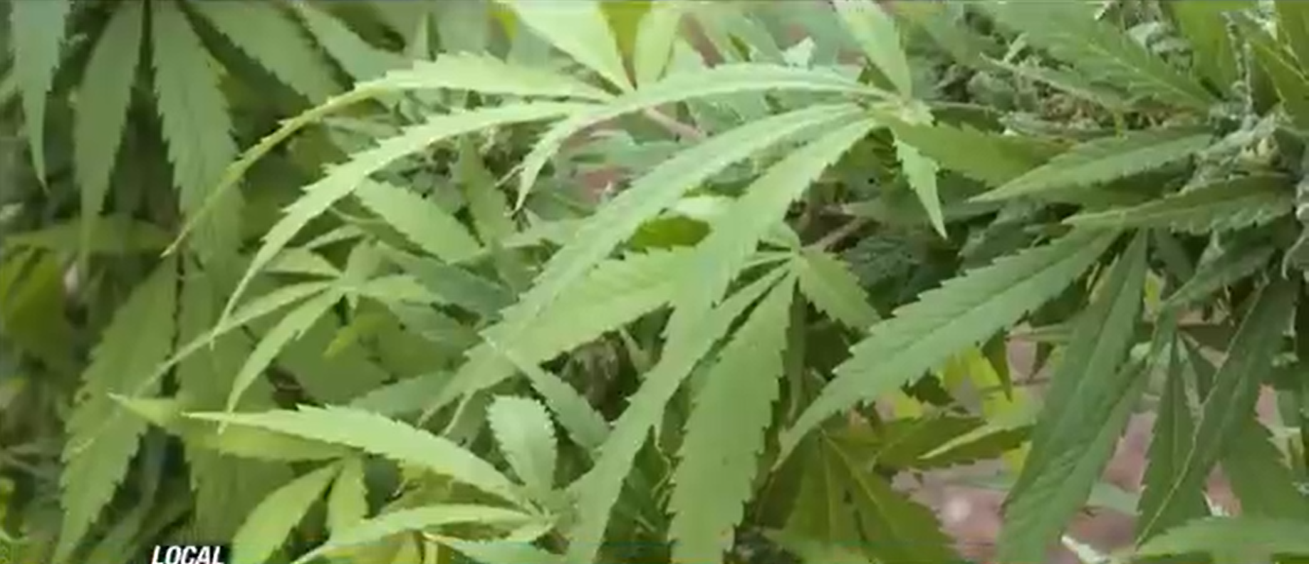 cannabis